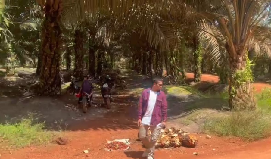 Diduga PT BSP Tetap Lakukan Pemanenan di Lahan yang Telah Disita Satgas PKH